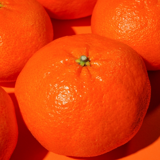 신선 수확 제주 레드향 고당도 16브릭스 이상 3kg내외 25900원!