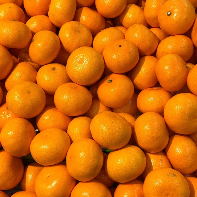 ★한정특가★초고당도 제주 타이벡 감귤 마지막 한정 수량 타임딜!