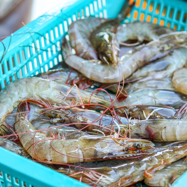 입안 가득! 프리미엄 통통 탱글 흰다리새우