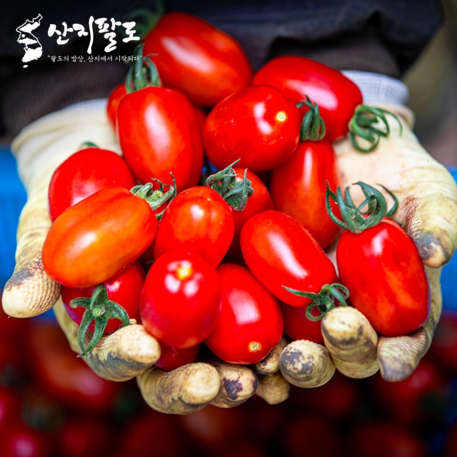 [산지팔도] 대추 방울토마토 고당도 로얄과 명품 100% 품질보장