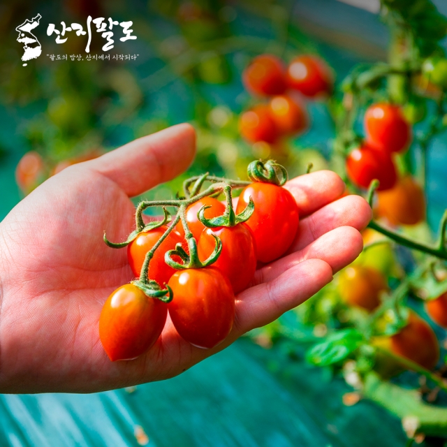 산지직송 스테비아 달콤한 방울토마토 로얄과 고당도 1kg 3kg 5kg