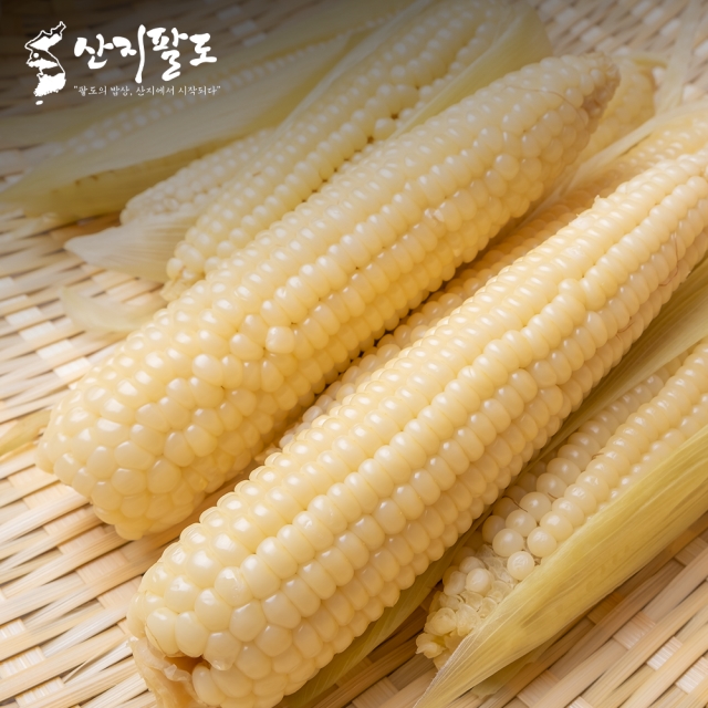 [산지팔도] 국내산 당일수확 대학 미백 제철 찰옥수수 100% 품질보장