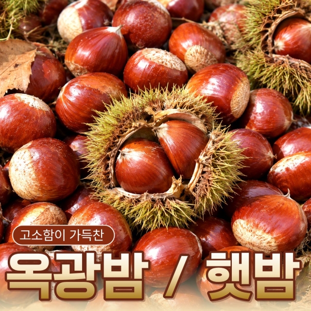 [특품선별] 가을이 주는 달콤함! 옥광밤 / 햇밤
