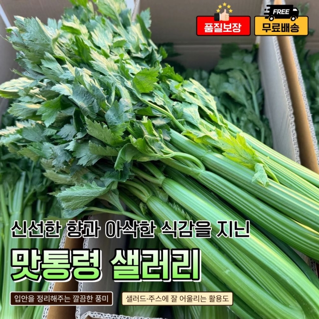 맛통령 국내산 샐러리 셀러리
