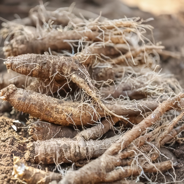 청정 제주 햇 흙더덕 (실속 못난이) 5kg