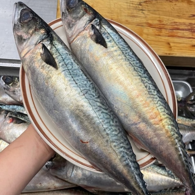 왕특대 자반고등어