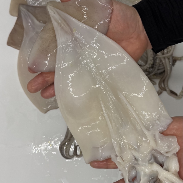 손질오징어