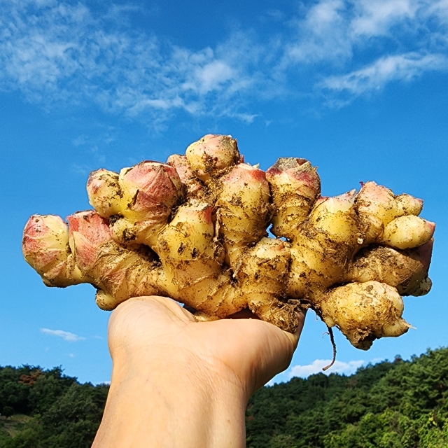 국내산 영주 봉화 햇 흙생강 특품 1kg