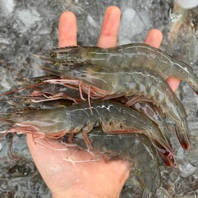 팔딱팔딱 흰다리새우 들어왔습니다 ! 