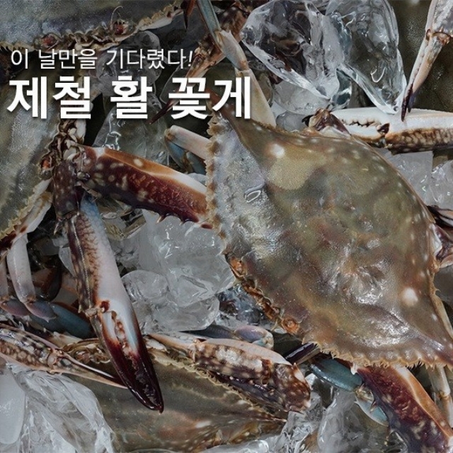 최저가 진행! 숫꽃게 들어옵니다 