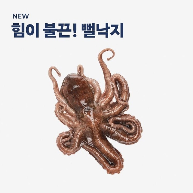 힘이 불끈 ! 제철 낙지 특가진행 