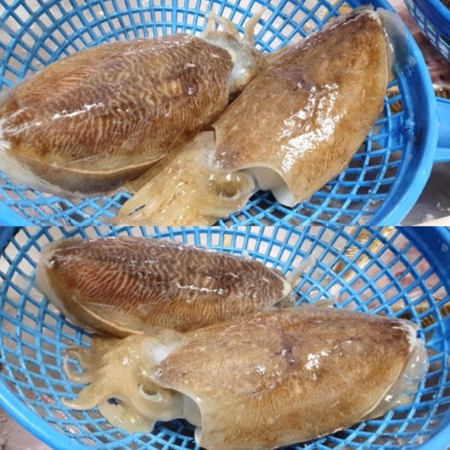 시즌 별미! (활)갑오징어 특가진행 