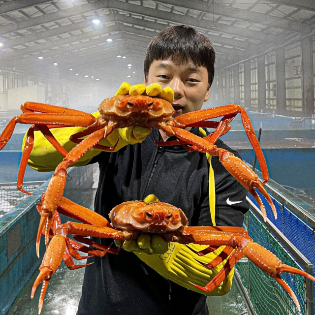 러시아 활 타이탄 홍게 3kg 2-3미 살 꽉 찬 A급!  수율보장 
