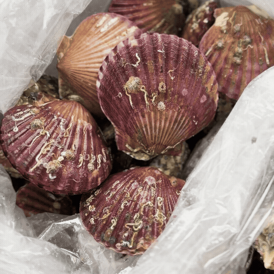 입망 세척석화 + 홍가리비 석가SET +초장증정!