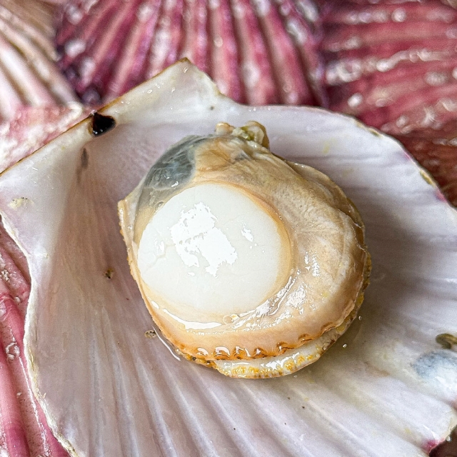 통수산 당일조업 2025년 햇 홍가리비 1kg 통영 국산