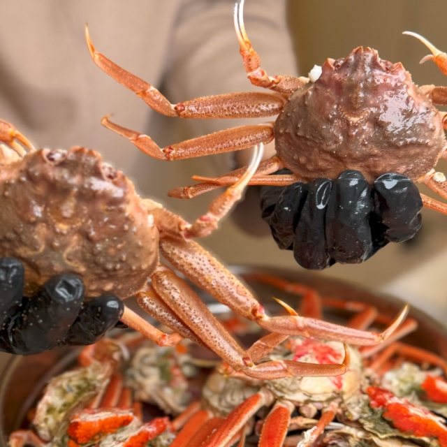 북해도 암컷대게 짜박게 알배기 활 빵게 1kg 5-7미~