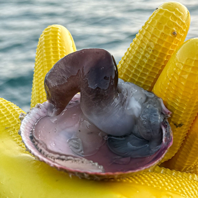 여수 초코 손질 새조개 당일조업