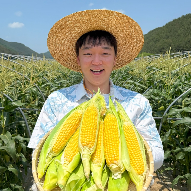 25년 햇 초당옥수수 고당도 특품 중품 10개입 20개입