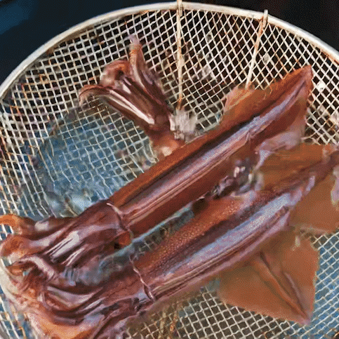 당일바리 생물 채낚기 활 오징어 횟감용 통찜용 1kg 4~6미내외