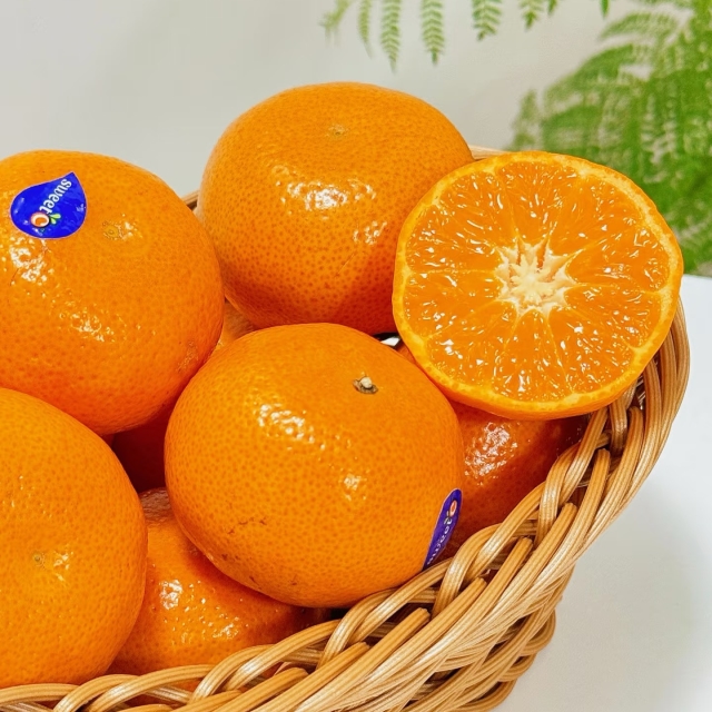 고당도 만다린 특가