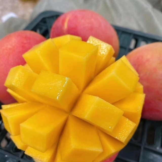 미미네 피치애플망고 5kg
망고계에 에르메스 안 드심 후회합니다