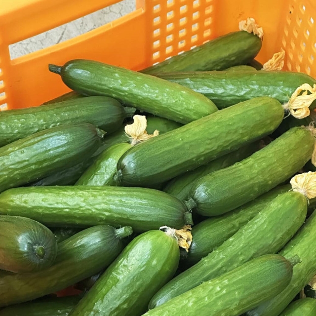 https://spdy-flexg-ha.flexgate.co.kr/data/goods/xgj081200/small/thum2/오이5.jpg