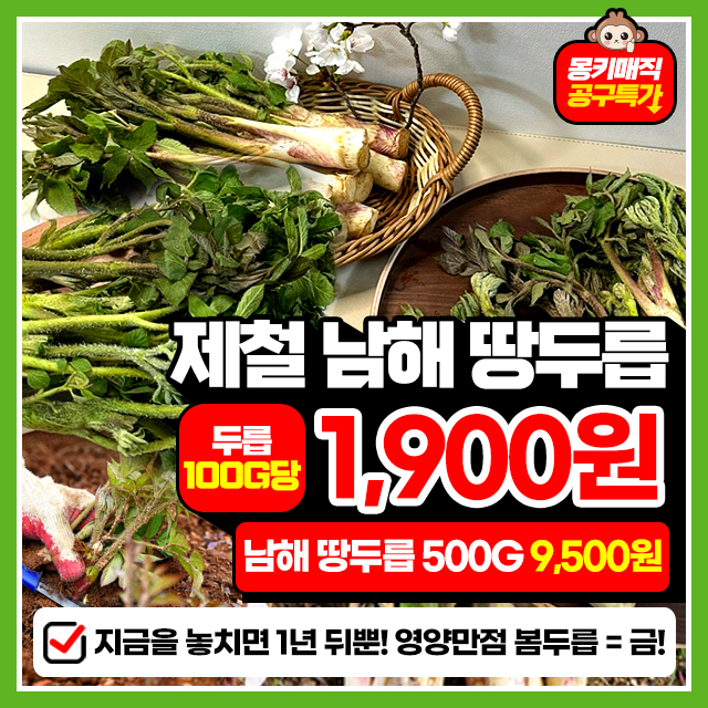 지금이 제철! 봄의 제왕 남해 땅두릅500g~