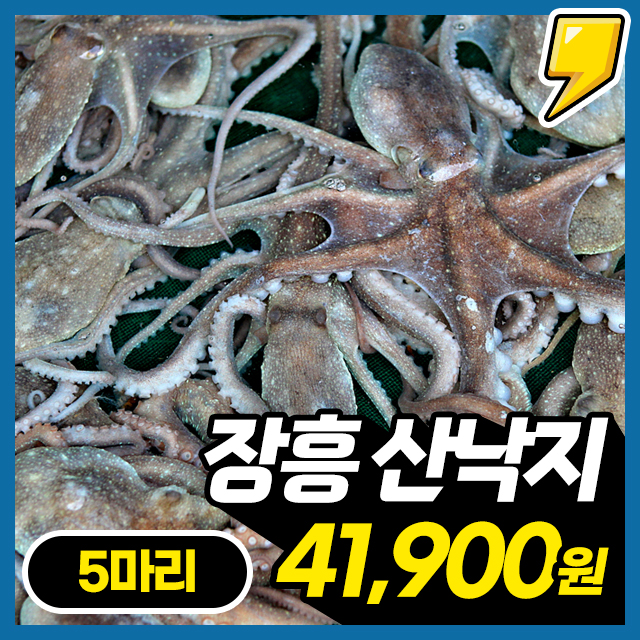[장흥 산낙지] 바다 속 보양식! 신선함이 그대로 느껴지는 국내산 뻘낙지 산낙지 
