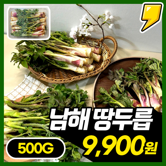 향긋한 봄나물 제철 남해 땅두릅 500g~