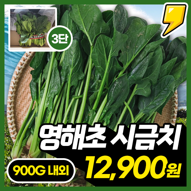 해풍맞은! 국내산 포항 영해초 햇 시금치 3단 (900g내외)