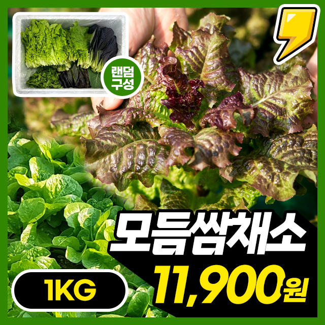 무농약/GAP인증완료! 싱싱아삭 믿고 먹는 모듬 쌈채소 1KG (10종랜덤)