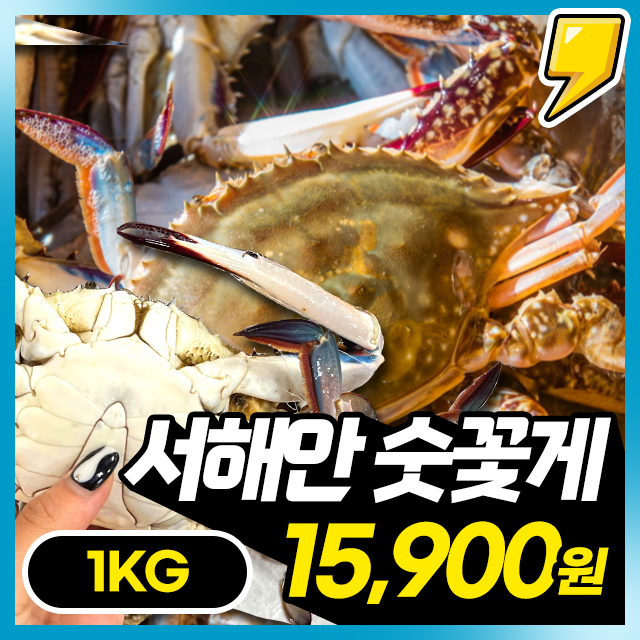 25년 첫초업! 살꽉찬 가을 활 숫꽃게 1kg (3-5미)