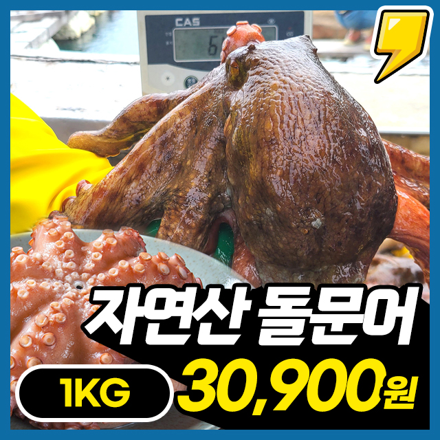 [돌문어] 통영 앞바다 당일 조업한 자연산 돌문어 1KG 