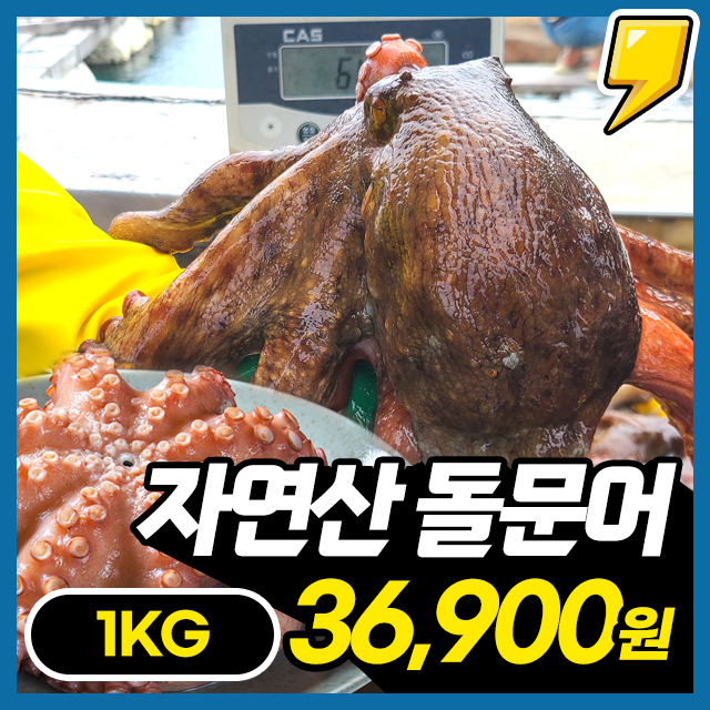 [돌문어] 통영 앞바다 당일 조업한 자연산 돌문어 1KG 