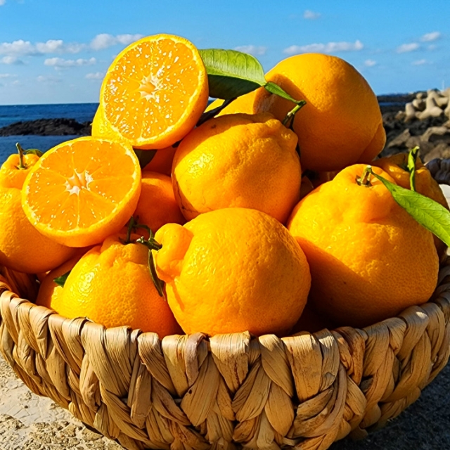 제주 신품종! 더 달콤한 써니트 한라봉 2.5KG 