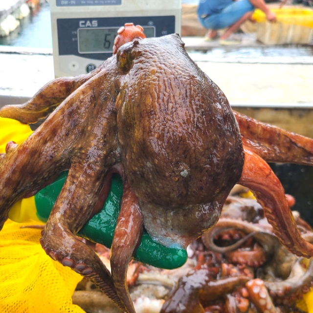 [돌문어] 통영 앞바다 당일 조업한 돌문어 1KG 