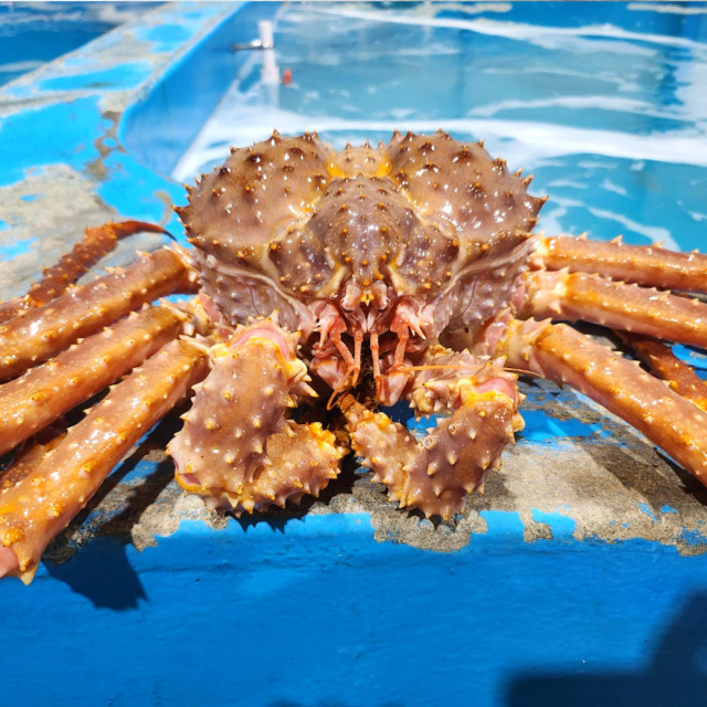 [브라운킹크랩] A급 수율 약 90%  왕중의 왕! 꽉찬수율 브라운 킹크랩 1.5KG