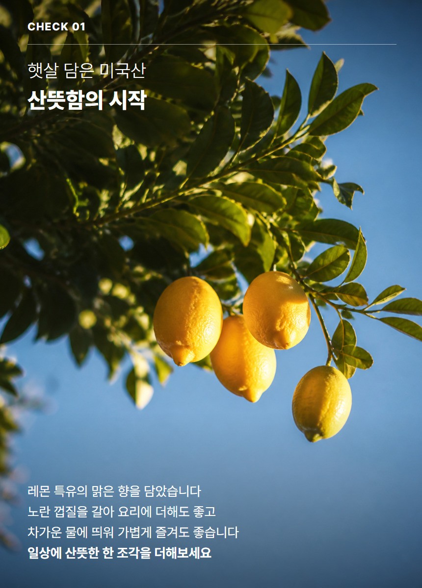레몬 03