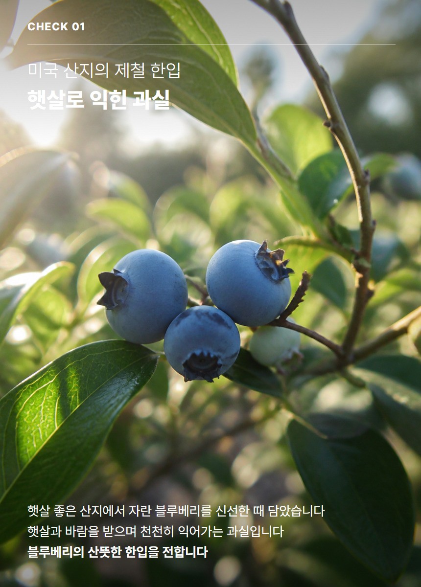 블루베리 03